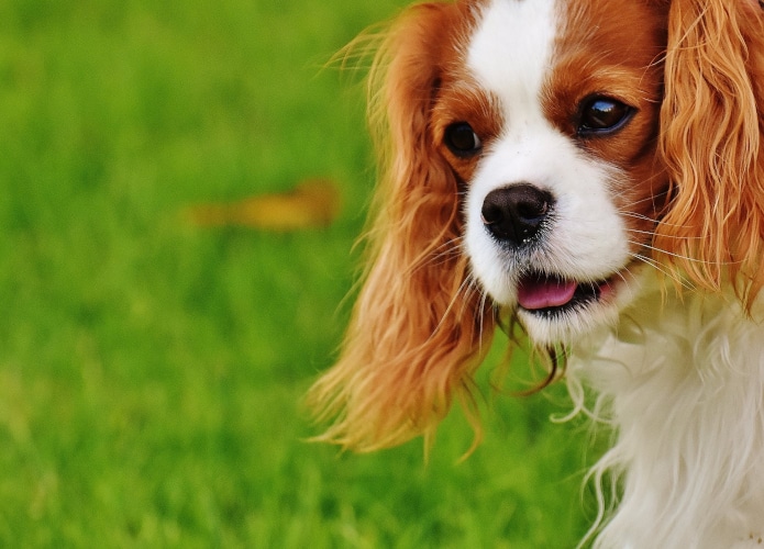 King Charles spaniel glamour shot on lawn with curly ear fur